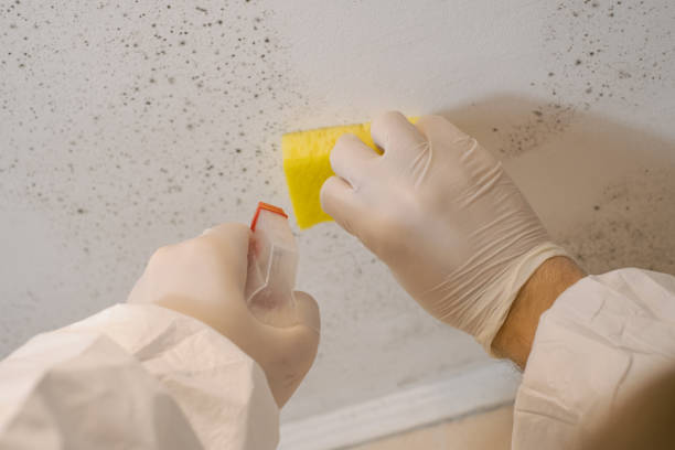 Environmental Consulting for Mold Prevention in Varnville, SC